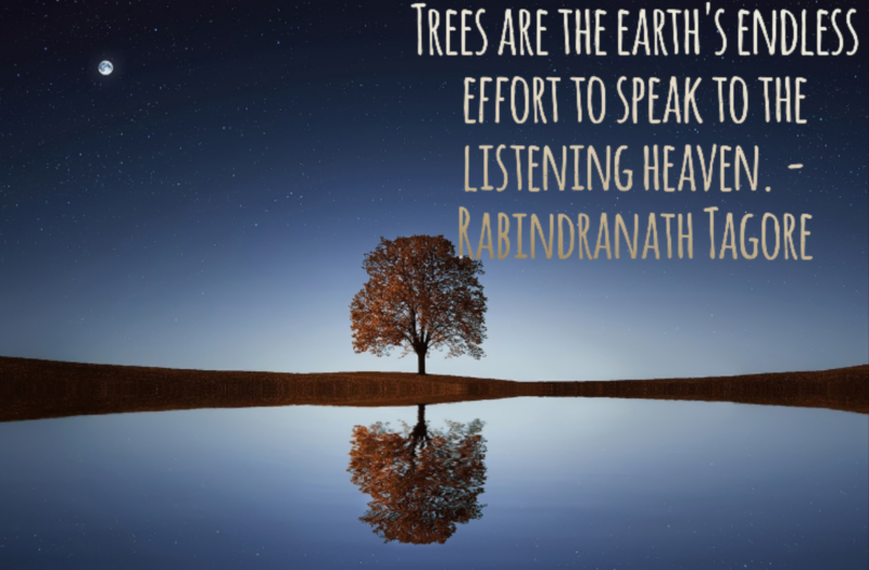 Trees-are-the-earths-endless-effort-to-speak-to-the-listening-heaven