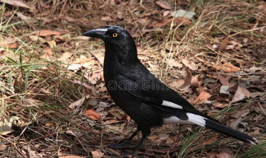 bird