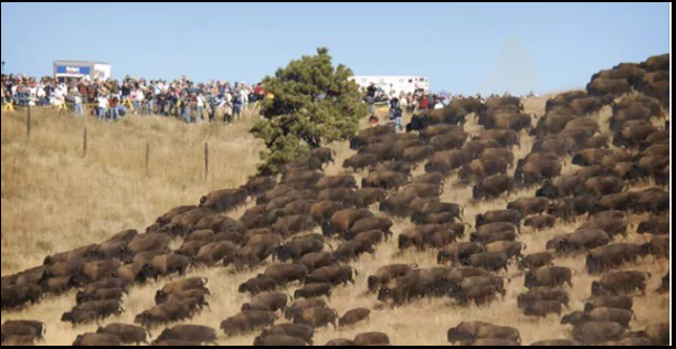 buffalo