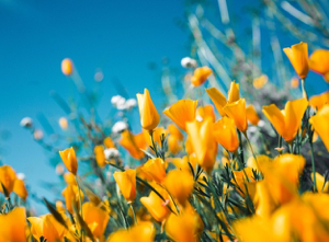 Integral Flourishing Part One