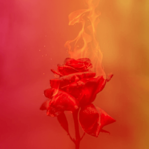 Where the Fire and the Rose Are One: The Dante Salons
