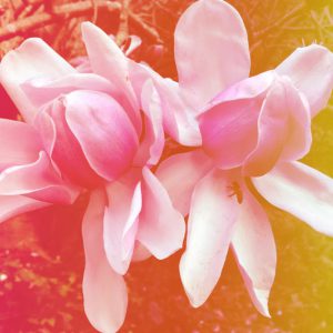 The Medicine of Poetry: A Prescription for Our Times