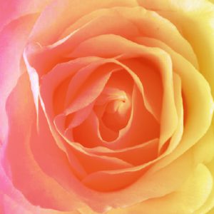 Rose Circles - Entering the Rose Path of Love - Live Workshops