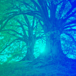 MSc - Master of Science in ECOintention