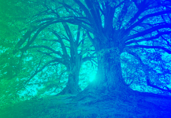 MSc - Master of Science in ECOintention