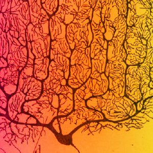 Science and Consciousness 2022: Making Wyrd the Norm – Video Recordings