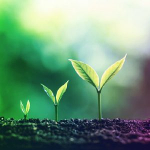 Foundations of Regeneration and the Practice of Stewarding Life