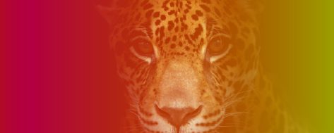 012 – MA in The Jaguar Path: The Way of Modern Mysticism