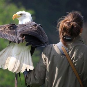 Graduate Degrees in Intuitive Interspecies Communication