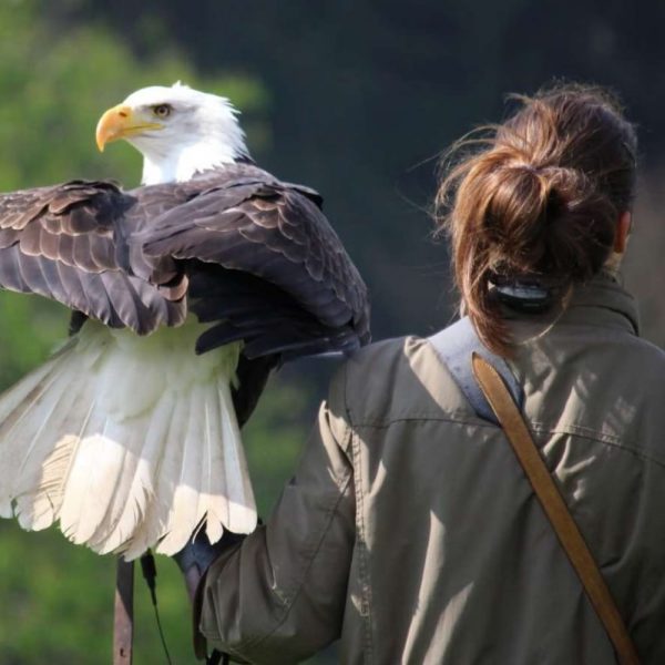 Graduate Degrees in Intuitive Interspecies Communication