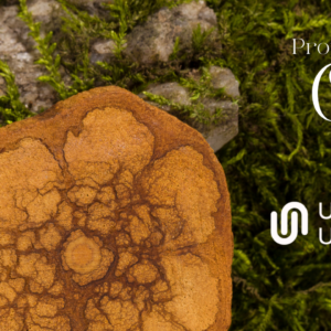 Protocolo Q Module 11 — Masterclass: TITLE